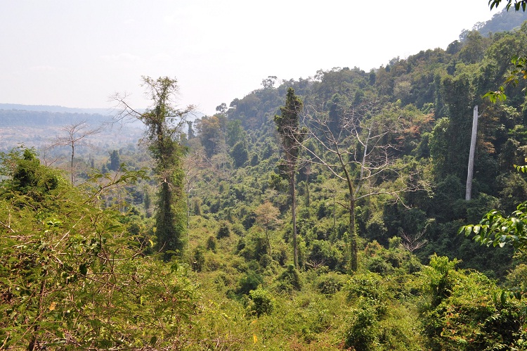 Значительная часть территории Камбоджи покрыта джунглями